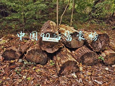 90后富豪排行榜(90后富豪榜：鹿晗王俊凯上榜 纪凯婷身家80亿高居榜首)