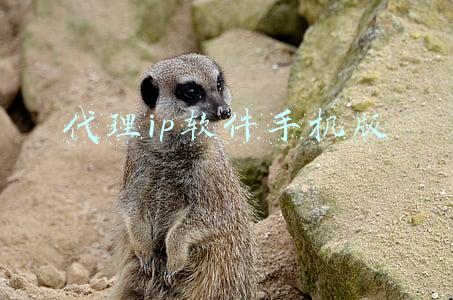 手机代理ip(iPhone上的代理ip：它是什么以及为什么需要它)