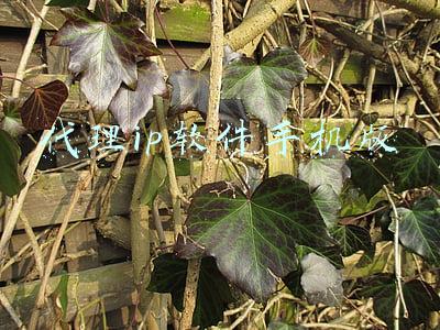 代理ip软件手机版