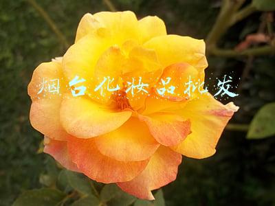 烟台化妆品批发是zhenguo(烟台最全批发市场\u0026大集汇总！过年买东西最便宜的地方全在这！)