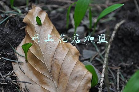 花店加盟店(开个普通小花店赚钱吗？她加盟开花店白手起家不到一年赚了一套房)