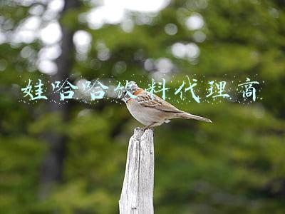 娃哈哈饮料代理商