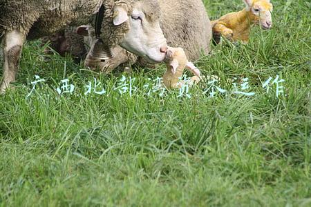 广西北部湾资本运作行业到底是不是传销(广西北海\u0026#34;资本运作\u0026#34;传销组织79人被诉)