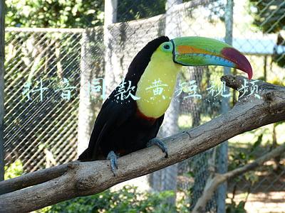 抖音同款黄短视频APP(Spotify App 改版，模仿抖音提供 MV 短视频)