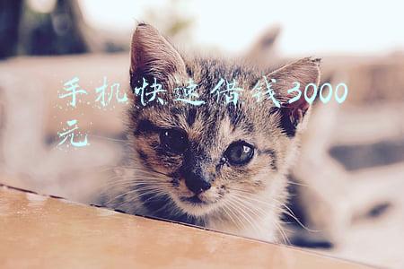 手机快速借钱3000元