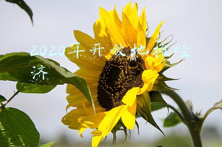 2020年开放地摊经济