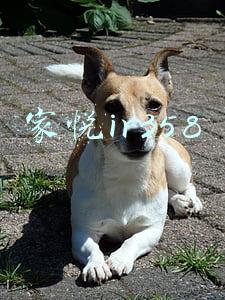 家悦ir358
