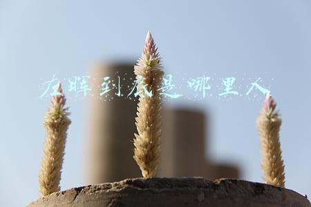 左晖到底是哪里人