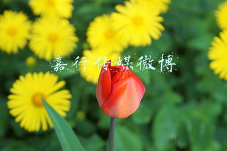嘉行传媒微博
