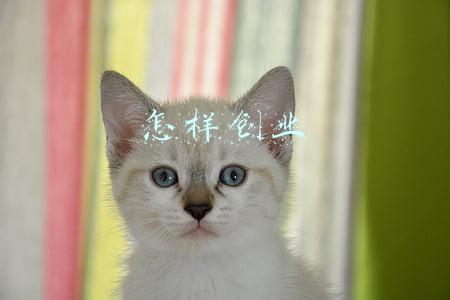怎样创业