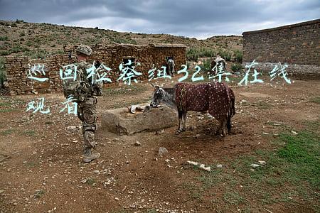 巡回检察组32集在线观看