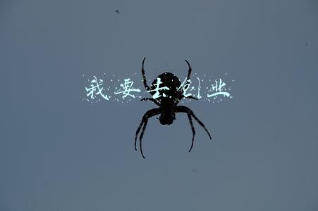 我要去创业