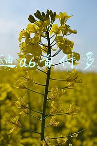 买一辆奥迪a6首付多少(月薪多少才能养得起一辆奥迪A6L？怪不得生活质量下降了)
