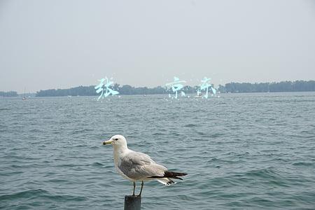 张雱 京东