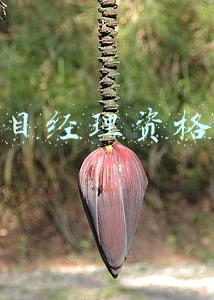项目管理资格证书报考条件(项目管理师证好考吗？主要考什么内容？有什么作用？)
