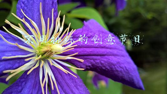 不用排练的创意节目