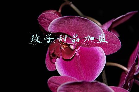 广式甜品加盟(开一家广式点心加盟店要多少钱，投资大吗？)