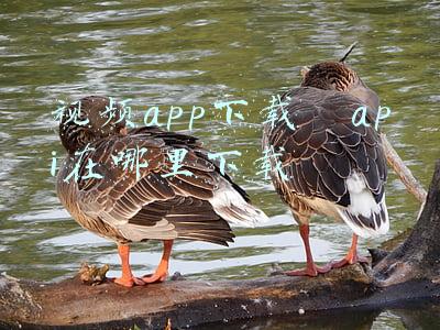 视频app下载汅api在哪里下载