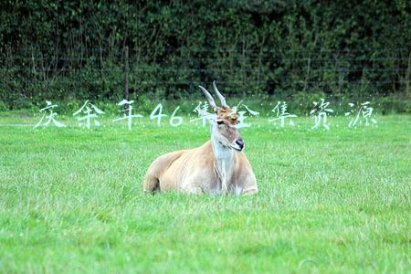 庆余年46集全集资源