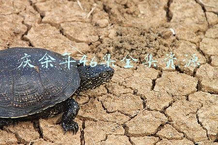 庆余年46集全集资源