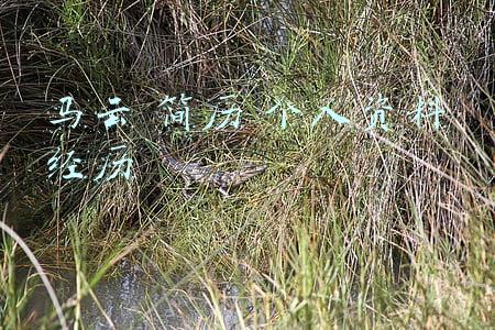 马云:简历 个人经历(弄潮号丨在马云“中共党员”的简历中读出正能量)