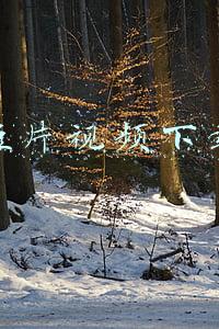 短片视频下载网站(收藏 | 5个高质量免费视频下载网站，无版权，无水印，放心使用)