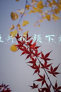 下载一个短视频(下载短视频怎么下载？这个方法你可以试试)