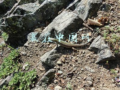 赢了网(米卢：中国队要有信心赢越南，也应该赢)