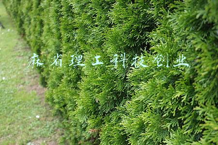 麻省理工科技创业