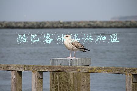 酷巴客冰激凌加盟(北京冬奥会有多科幻？看看这群特别的冰淇淋“厨师”就知道了)