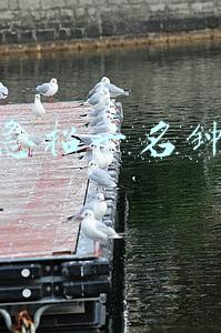 本人急招一名钟点工早6点到9点(临时工23元/h长白班坐班)