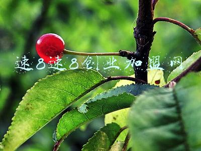 速8速8创业加盟网