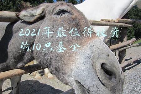 2021年最值得投资的10只基金