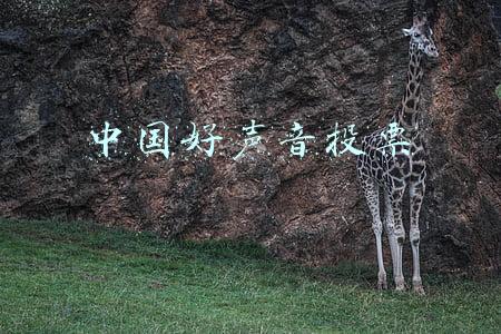 中国好声音投票是安排好的吗(中国好声音，投票争议大？)