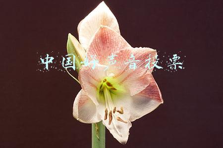 中国好声音投票
