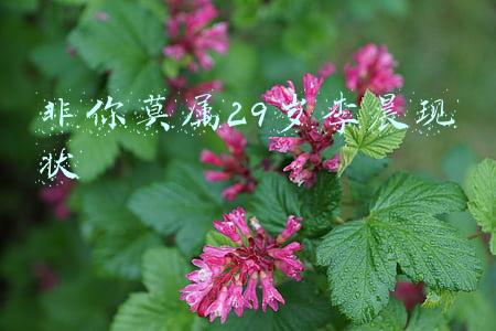 非你莫属29岁李晨现状