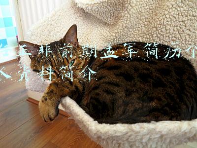 任正非前期孟军简历个人资料简介