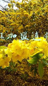 学前班加盟品牌有哪些(学费5万1年，依然名额难求 幼小衔接教育，你敢不敢加盟？)