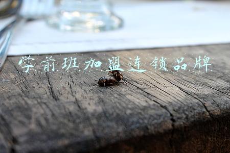 学前班加盟需要多少钱(早教加盟机构频频跑路谁之过？)