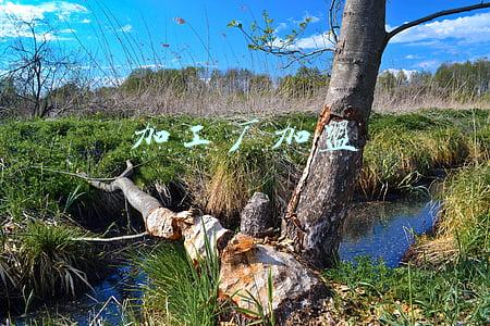 加盟工厂代加工项目(加盟“精武绝味”多年后突然被告侵权，律师提醒：加强商标品牌保护意识)