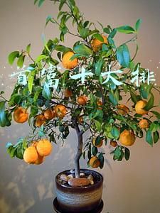最新中国首富十大排名2021(山东千亿女首富诞生记：亡夫号称“亚洲棉王”，身家一年暴增近400亿)