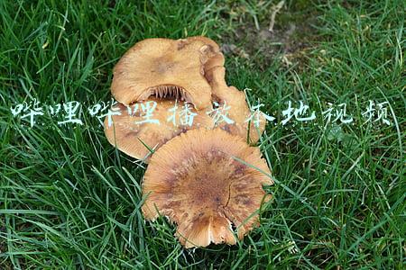 用哔哩哔哩播放本地视频(真我GT2 Pro评测：最大亮点在背面的手机，能叫好又叫座吗？)