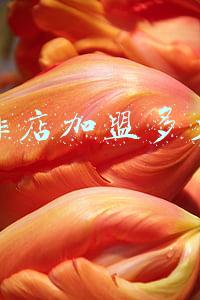 鸡排加盟店十佳排行榜，鸡排加盟店十大排行榜