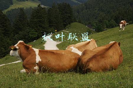 枫叶联盟是干什么的(淘小铺，开启社交电商新时代，枫叶联盟掌柜群学习资料分享)