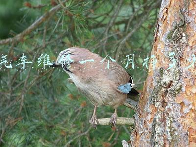 汽车维修一个月挣多少