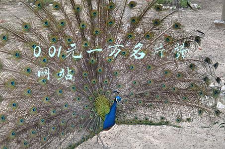 0 01元一万名片赞网站