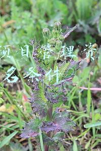PMP项目管理资格证书报名条件