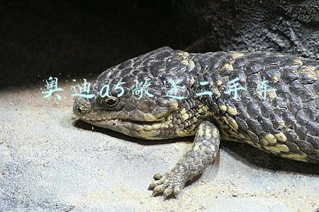 奥迪a5敞篷二手车 奥迪a5敞篷二手车