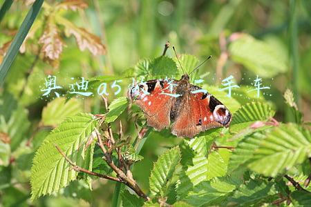 奥迪a5敞篷二手车 奥迪a5敞篷二手车
