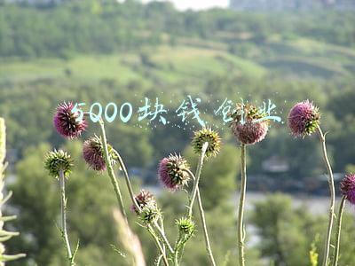 5000块钱创业